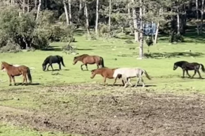 Ömeraltı Yaylası'nda Yılkı Atları Görsel Şölen Sundu