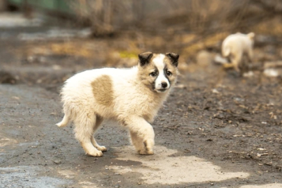 Bursa’da Sessiz Dostlar İçin Tarihi Adım: Redocat "Askıda Tedavi" ile İlk Hastalarını İyileştiriyor